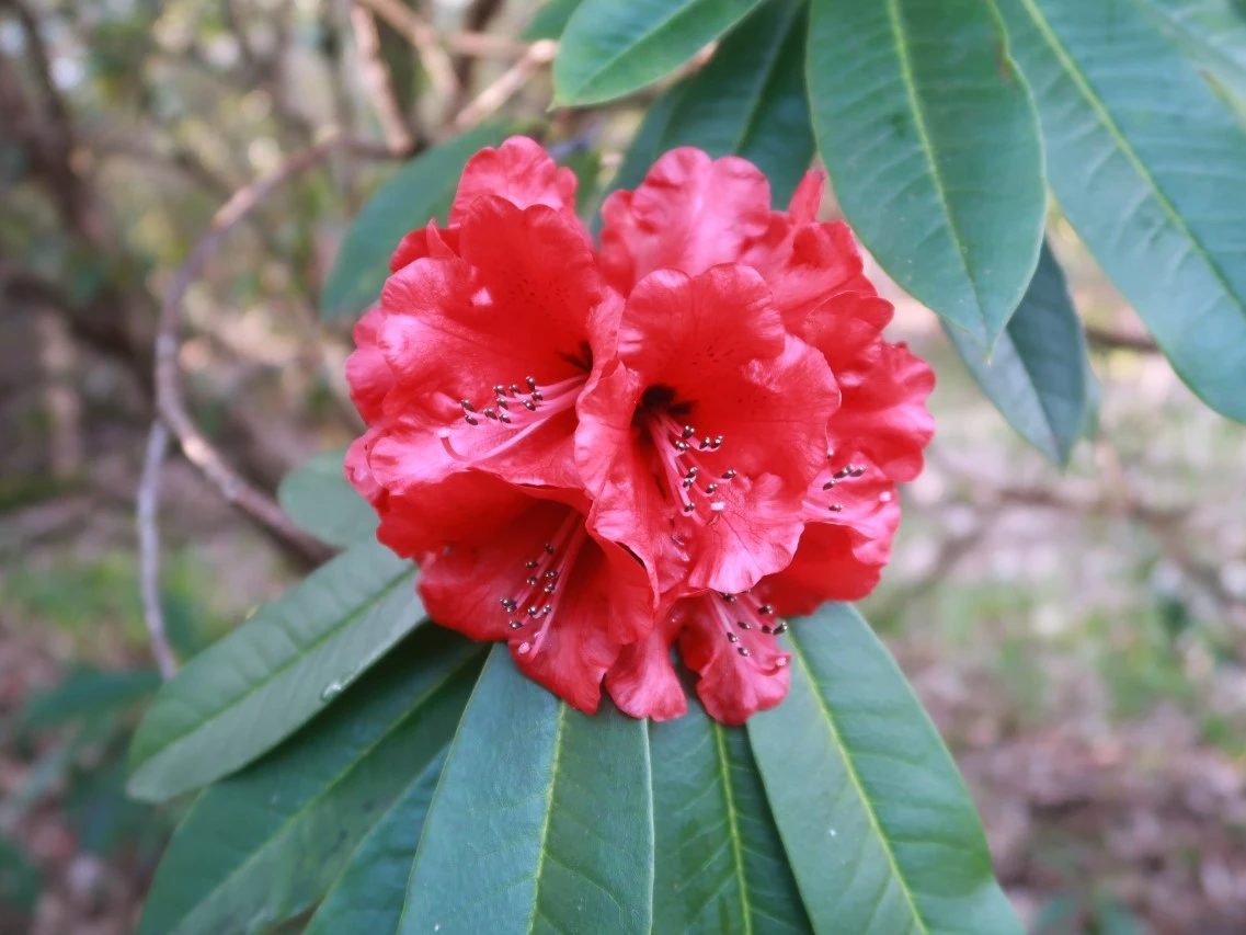 'Victoria Hallett'